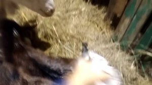 Коза первокотка,два козленка.