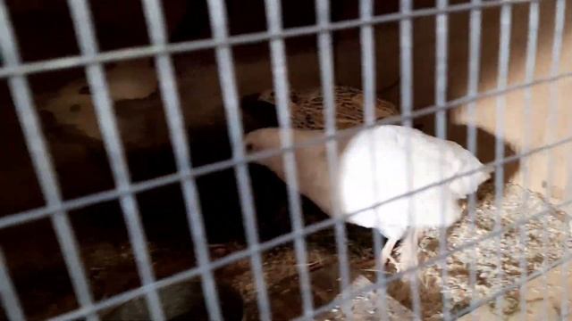 готовим курятник к зиме и другие новости