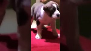 +375447438506 Берта САО Алабай питомник Матурхан