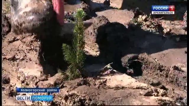 В Холмогорских лесах начались посадочные работы