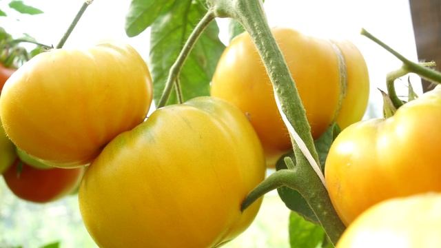 5 ВКУСНЫХ, СЛАДКИХ И УРОЖАЙНЫХ ТОМАТОВ! ТОЛЬКО ПРОВЕРЕННЫЕ СОРТА, КОТОРЫЕ ЗАХОЧЕТСЯ ПОВТОРИТЬ! смотреть онлайн