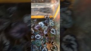 Оранжерея Побегайловка. Декоративнолиственные коллекционные Бегонии. Питомник.