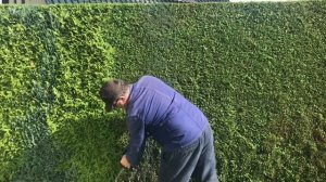 Стрижка живой изгороди, аккумуляторный кусторез