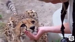 Домашний ГЕПАРД