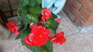 #begonia #бегония #Мармората / Бегония Мармората ( лат. begonia Marmorata). Декорируем вход в дом