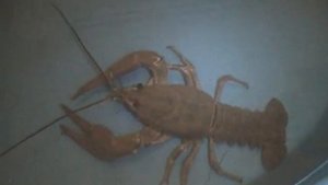 Как питаются раки1