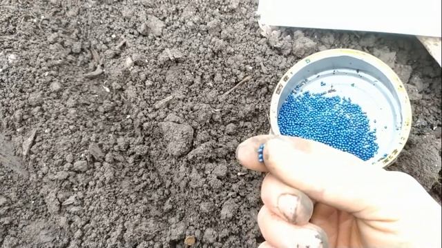 ГРАМОТНЫЙ ПОСЕВ РАННЕЙ КАПУСТЫ  НА ОГОРОДЕ