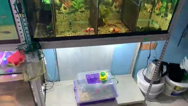 Магазин после 2х недель нашего отсутствия! Новый аквариум! Акции на месяц! Розыгрыши в планах! смотреть онлайн