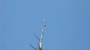 Славка-черноголовка (птица)