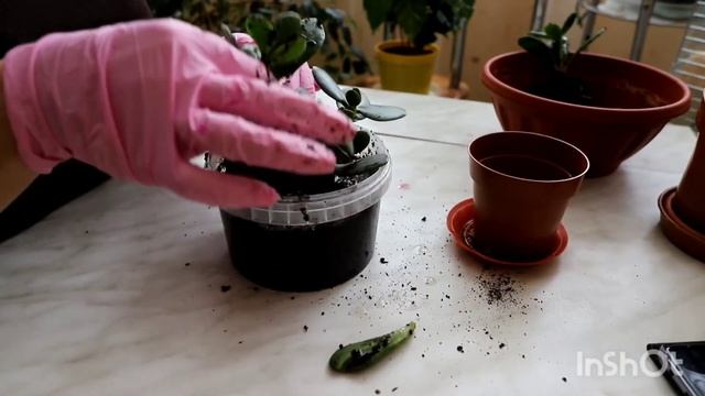 Денежное дерево. Как пересадить  крассулу  ( толстянка).