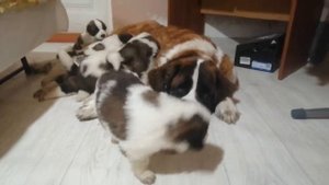 Щенки Московской сторожевой. 1 месяц сегодня.