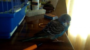 Волнистый попугай 1,5 месяца