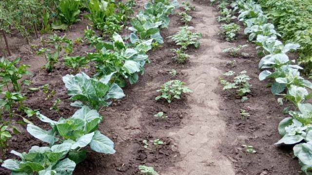 АВТОРСКАЯ ПЕСНЯ-ЛЮДИ ЕЗДЯТ НА МОРЯ ,НУ А Я -НА ОГОРОД смотреть онлайн