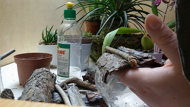 Дерево для орхидей и бромелиевых. Декор горшков. Необычное размещение цветов. Часть 2.