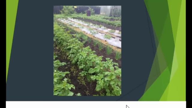 Гнили и другие проблемы в почве и на растениях. Надежда Марценюк смотреть онлайн