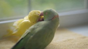 Индийский кольчатый попугай Psittacula krameri Indian ringed parrot