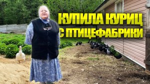 Куры с птицефабрики. Птичий двор на ферме.