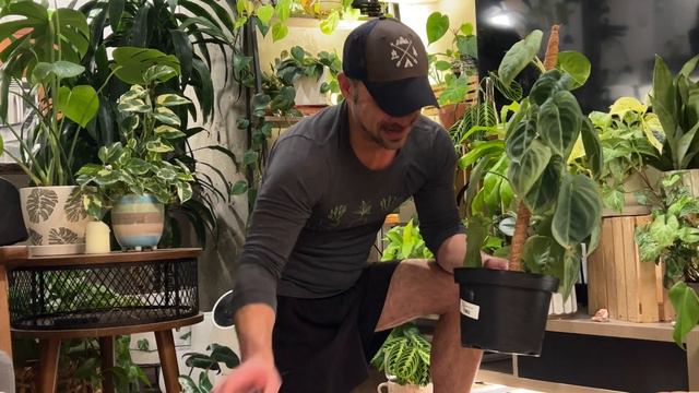 Syngonium Macrophyllum 'Frosted Heart' Care And Tips