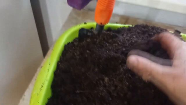 Предпосевная подготовка баклажана и перца смотреть онлайн