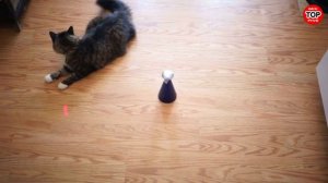 ✔ Топ 5 ИГРУШКИ ДЛЯ КОТОВ, КОШЕК И КОТЯТ / ТОВАРЫ ДЛЯ ЖИВОТНЫХ
