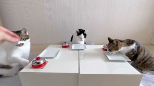 Котики