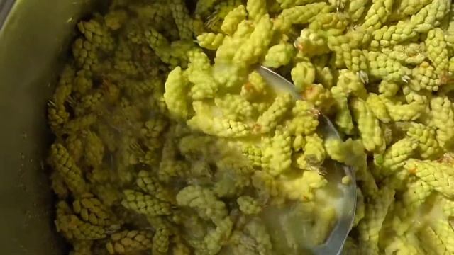 Варенье ? из сосновых ? (мужских) шишек. Взрыв вкусовых рецепторов! Быстрый рецепт без заморочек.