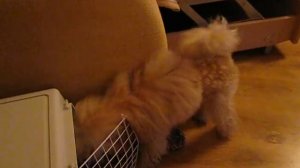 Той пудель очень умный))))