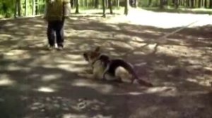 Дрессировка собак. Охрана вещи.