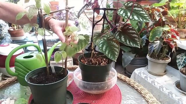 Cissus Adenopoda Repot & Cissus Discolor,.......My Care смотреть онлайн