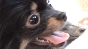 Шпицы померанские и Пти Брабансон