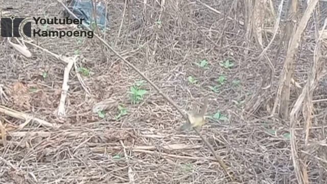 mikat ciblek batik GK pake lama смотреть онлайн