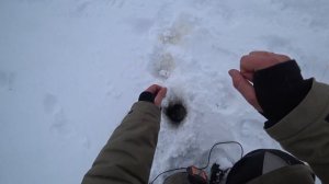 ВЕДРО РЫБЫ С 2 ЛУНОК! 2024 ЛЕЩ, синец, ГУСТЕРА на ГИРЛЯНДУ! Рыбалка зимняя Беларусь, Припять!