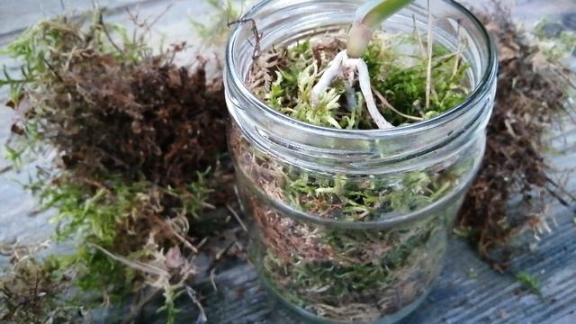 Как нарастить корни и листья орхидее. #хештег#моишестьсоток#орхидеи