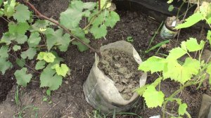 Северный виноградник на 09.09.2015