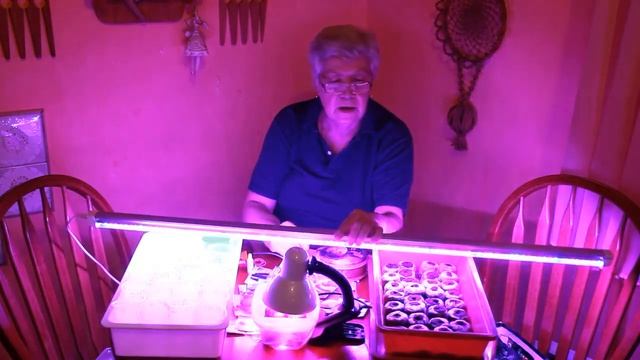 366_Помошники солнца для рассады. смотреть онлайн