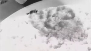 Каша сладкая или солёная? ? (социально психологический эксперимент над детьми)