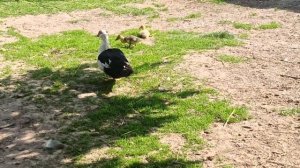 СКОЛЬКО ЖИВУТ ИНДОУТКИ?//ИСТОРИЯ СТАРОЙ ИНДОУТКИ//ДИНОЗАВРЫ.