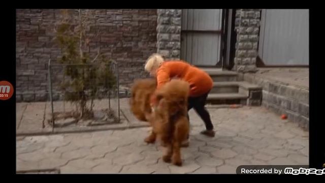 Большие породы в мире собаки #собаки #собакадругчеловека