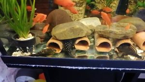 Номерные сомы L 184