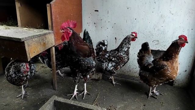 ВЫ ДОЛЖНЫ ЭТО УВИДЕТЬ! САМЫЕ ЛУЧШИЕ ПОРОДЫ КУР ДЛЯ ВАШЕГО ХОЗЯЙСТВА! ОБЗОР ПОРОДИСТОЙ ПТИЦЫ!! смотреть онлайн