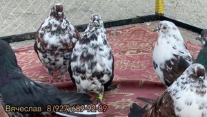 Ярмарка голубей в Тольятти 2023 осень ?