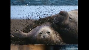 Морской слон — Sea elephant