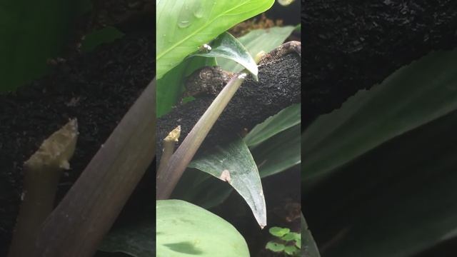 Eurydactylodes vieillardi eating flies