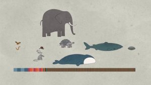 Edu: Продолжительность жизни животных