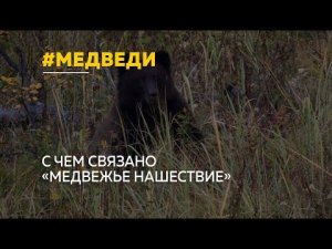 Медведи все чаще выходят к людям в Алтайском крае. Что делать, если зверь застал вас врасплох?