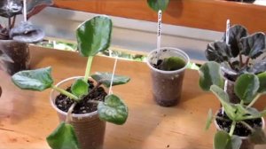 ПОЧЕМУ ЗАГНИВАЮТ ФИАЛКИ.