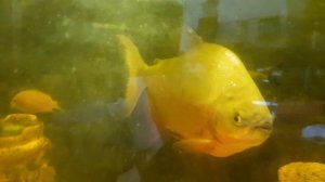 Аквариум рыб