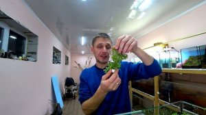 Молодой человек покажет как убрать Ряску с Аквариума