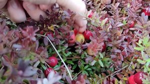 Садовая клюква. Урожай в засушливое лето 2021