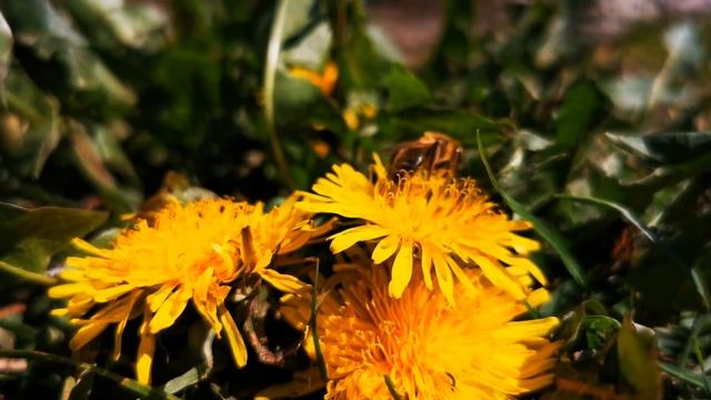 Beautiful Emotional Music for Relax, Sadness & Study #43 ✨ संगीत को आराम ✨ リラックス音楽 ✨ 음악을 이완하십시오 ✨ смотреть онлайн